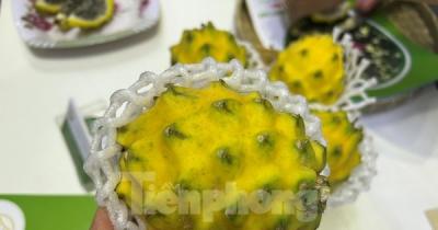 Lạ mắt thanh long vàng độc lạ, giá đắt gấp 15 lần loại thường