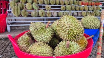 Sầu riêng rớt giá vì lý do bất ngờ