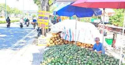 Đàm phán xuất khẩu cam sành sang Trung Quốc