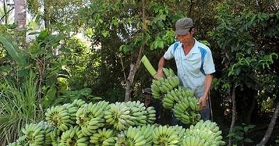 Hàng triệu tấn nông sản bí đầu ra