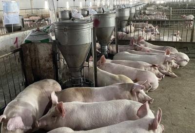 Giá heo hơi gần chạm mốc 70.000 đồng một kg