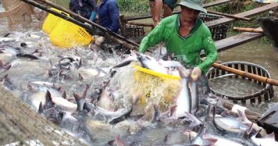 Cá tra, tôm "nín thở" chờ giá lên