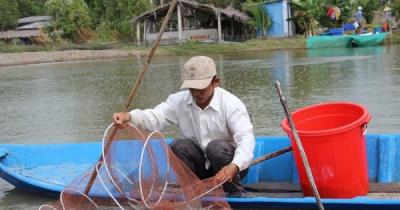 Lý do giá cá kèo bất ngờ tăng mạnh