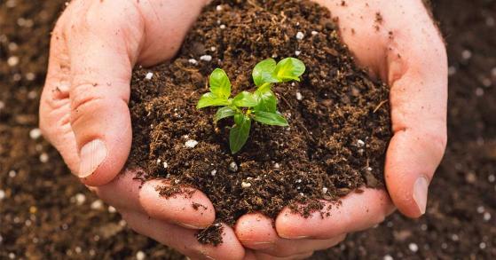 Giá phân bón nhập khẩu tăng 6 tháng liên tiếp