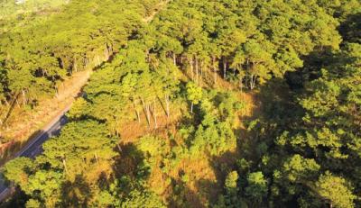 Ai thụ hưởng nguồn thu từ tín chỉ carbon rừng?