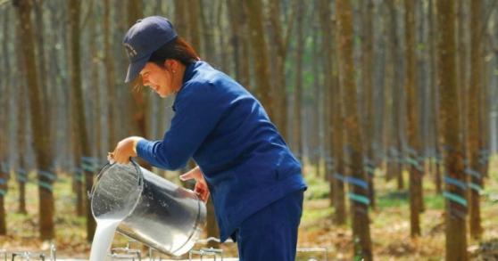 Việt Nam xếp thứ mấy trong thị phần cao su tại Trung Quốc?