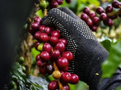 Cà phê zero carbon: Doanh nghiệp Việt có giữ vững thị phần EU trước áp lực ESG?
