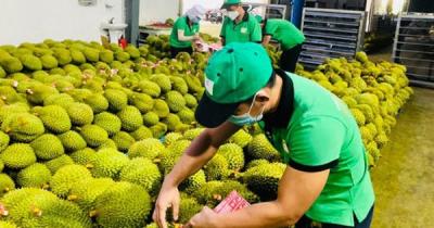 Ngành sầu riêng còn nhiều mối lo