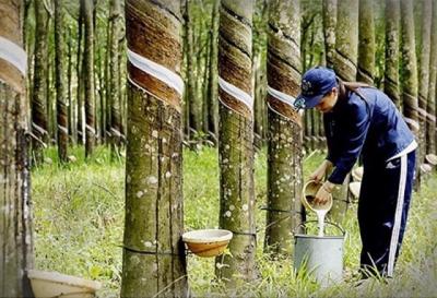 Những cơ sở để ngành cao su mang về 11 tỉ USD năm sau