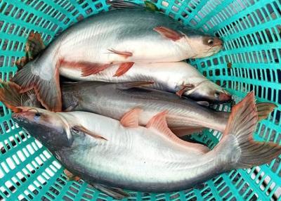 Chủ tịch Nam Việt đăng ký mua 3 triệu cp khi con trai bị bán giải chấp