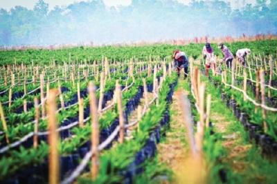 HNG công bố biện pháp khắc phục tình trạng chứng khoán bị kiểm soát