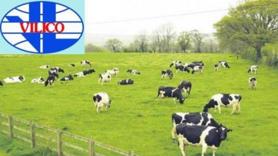 Vilico (VLC) triển khai chào bán 43 triệu cổ phiếu, huy động vốn cho Dự án Thịt bò