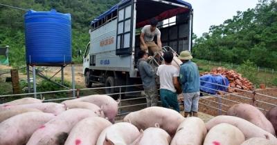 Siết chặt lợn xuất lậu qua biên giới, giá lợn hơi đột ngột giảm mạnh