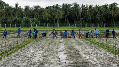 Giá gạo Philippines tăng nhanh nhất 15 năm
