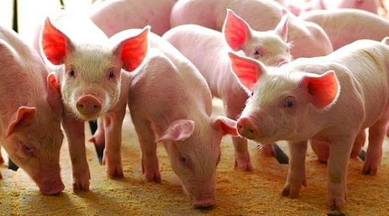 Giá heo hơi hôm nay 21/4: Chững lại trên diện rộng
