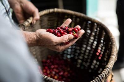 Xuất khẩu cà phê Việt Nam gặp khó vì tình trạng găm hàng