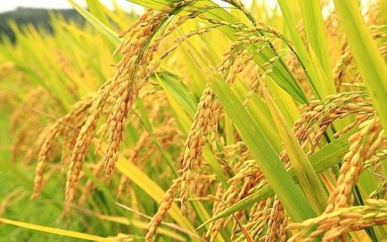 Giá lúa gạo hôm nay 13/2: Chững lại ở mức cao