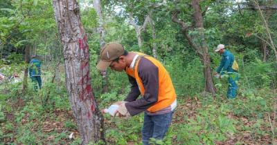 Ninh Thuận: Khẩn trương điều tra, xử lý vụ đầu độc cây rừng