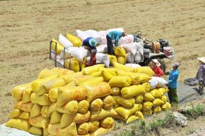 Giá gạo đạt kỷ lục, gạo Việt Nam sắp vượt 600 USD/tấn