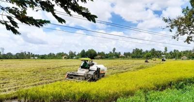 Giá lúa tăng, nông dân vẫn lỗ