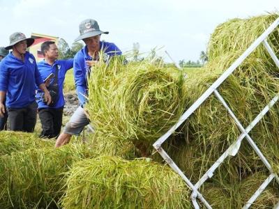 Tuần hoàn rơm rạ: Từ chi phí ẩn đến “mỏ vàng” carbon thấp cho ngành lúa gạo Việt Nam