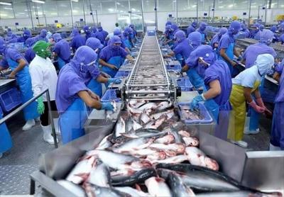 Brazil là thị trường xuất khẩu cá tra lớn thứ 3 của Việt Nam