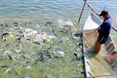 Mỹ tăng nhẹ thuế CBPG cá tra Việt Nam