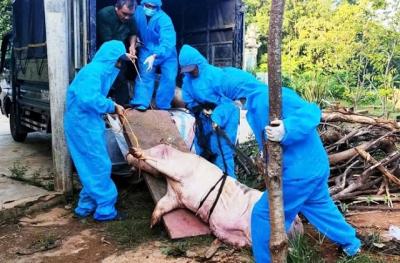 Gần 55,000 con heo bị chôn lấp, nông dân Quảng Trị điêu đứng