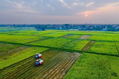 Giao khoán nông nghiệp cần khung pháp lý mới để bảo vệ người dân và đất đai
