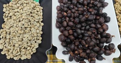 Giá cà phê hôm nay 27-7: Giá trong nước cao hơn thế giới 12.000 đồng/kg