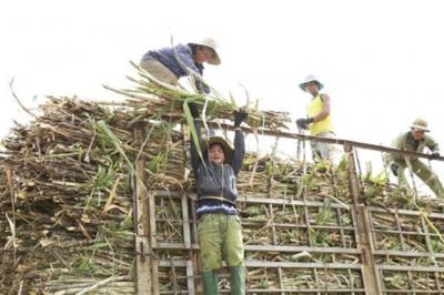 Thiếu chuẩn bị kỹ lưỡng, ngành mía đường ngày càng bị co hẹp