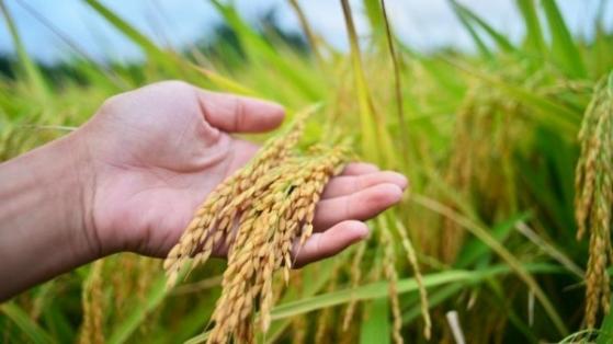 Giá lúa gạo hôm nay 1/3: Giá gạo xuất khẩu giảm mạnh