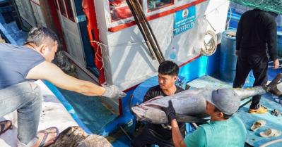 Những thủy sản nào của Việt Nam có nguy cơ bị ’mất cửa’ tại thị trường Mỹ từ năm 2026?