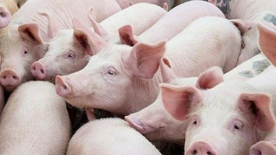 Giá heo hơi hôm nay 17/2: Giảm 2.000 đồng/kg