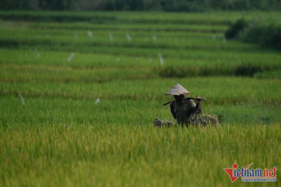 Mỗi năm 'mất' nghìn ha đất, TP.HCM tính làm 'nông nghiệp chiều thẳng đứng'