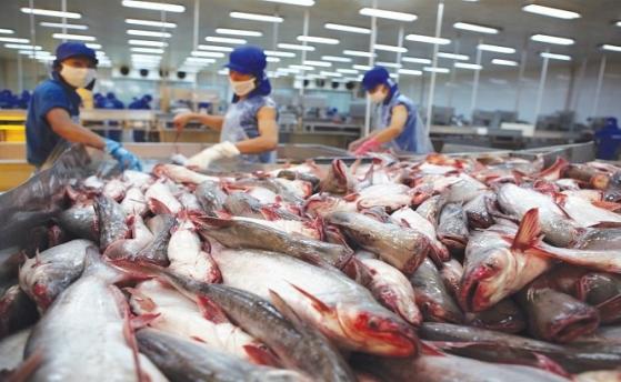 Trung Quốc mở cửa trở lại - Xuất khẩu cá tra Việt Nam đón nhiều tín hiệu tích cực
