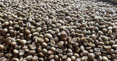 Chưa đầy nửa năm, một loại hạt của Việt Nam đã thu về hơn 3 tỷ USD