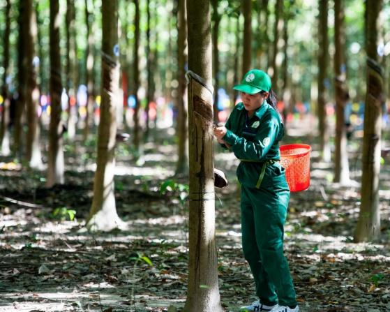 Một doanh nghiệp ngành cao su sắp phát hành cổ phiếu thưởng tỷ lệ 100%