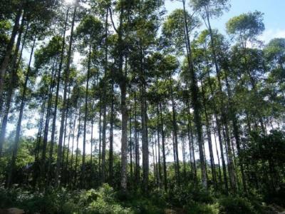 Việt Nam thu về 1,250 tỷ đồng nhờ bán tín chỉ các-bon rừng theo thỏa thuận ERPA