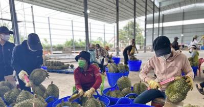 Sầu riêng Việt giá cao chót vót nhờ 'một mình một chợ' tại thị trường Trung Quốc