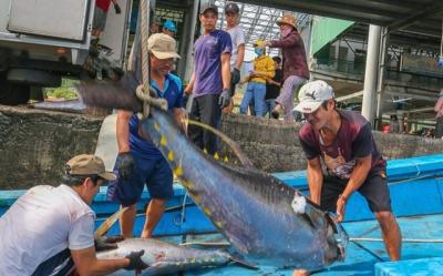 Đại biểu Quốc hội đề xuất giải pháp gỡ bỏ thẻ vàng đối với ngành thủy sản của Việt Nam