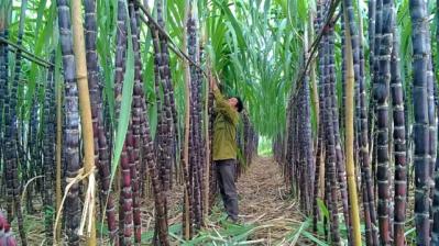 QNS - Nền tảng vững vàng, cổ phiếu hấp dẫn cho dài hạn (Kỳ 2)