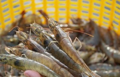 Tôm Việt vào cuộc đua xanh nâng giá trị trong chuỗi cung ứng thủy sản toàn cầu