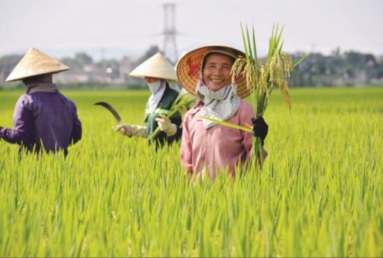 Giá gạo xuất khẩu Việt Nam xác lập "ngôi vương", nâng tầm chất lượng sản phẩm