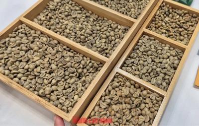 Giá cà phê hôm nay 20-4: "Hàng giấy" lao dốc, hàng thực lập kỷ lục