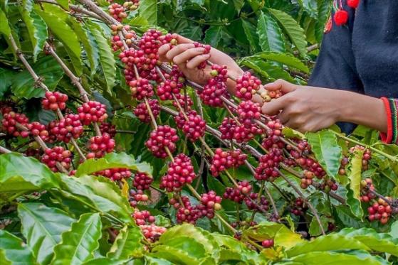 Giá cà phê hôm nay 7/4: Tăng lên mức 50.000 đồng/kg