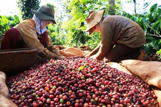 Đứng thứ hai thế giới về thị phần, giá cà phê xuất khẩu Việt Nam vẫn ở vị trí 