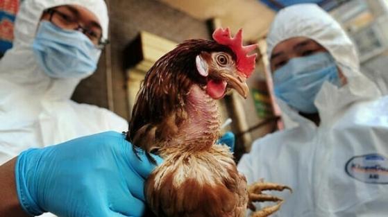 Cúm A/H5N1 có thể gây chết người, Bộ NN&PTNT yêu cầu "khóa chặt" vận chuyển trái phép qua biên giới
