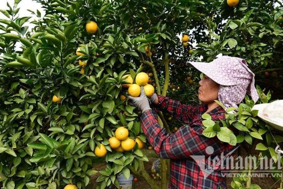 Thu hoạch nông sản: Các nước xe lạnh tới tận vườn, Việt Nam vẫn chở bằng xe ba gác