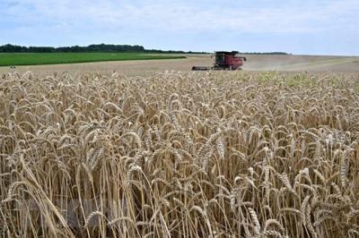 FAO: Lần đầu tiên trong 9 tháng, giá lúa mỳ thế giới tăng